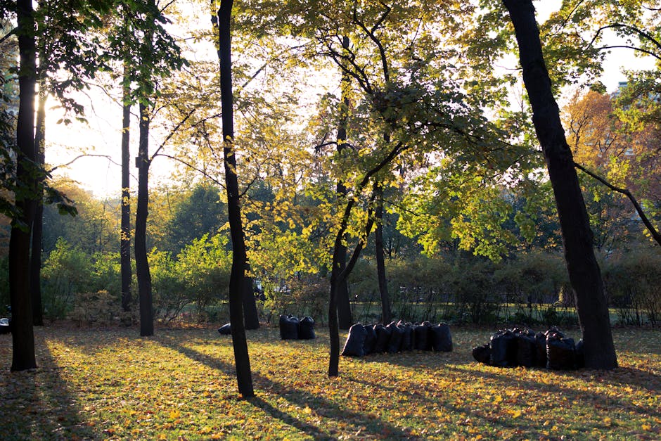 A park scene during late afternoon sunlight filtering through tall deciduous trees with green and yellow foliage, casting long shadows on the grassy ground. Several black garbage bags are grouped together in the background, positioned among the trees on the left and right sides of the image, suggesting a collection of fallen leaves or trimmed plant material. The ground is covered with a mixture of grass and fallen leaves, creating a textured, natural surface. In the background, dense foliage and shrubs are visible, with a hint of darker trees further back. The scene appears quiet and tidy, with no signs of ongoing activity, highlighting an outdoor area that could be subject to independent rubbish clearance or waste management services, such as those offered by Rubbish Clearance Hackney. The overall lighting provides a warm, peaceful atmosphere, emphasizing the natural environment and the presence of waste collection bags in a setting typically associated with green waste disposal or local community clean-up efforts.