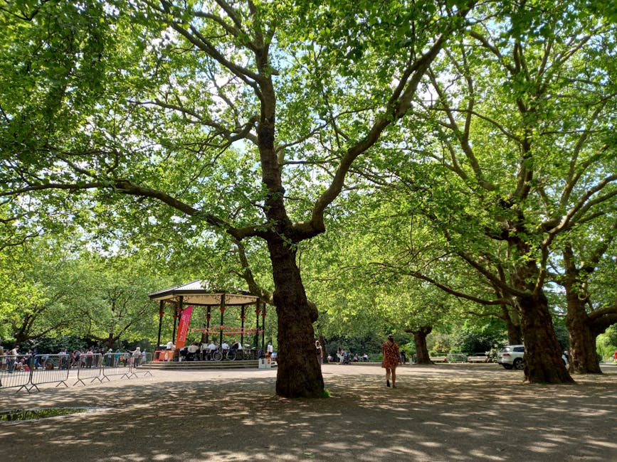 A park scene featuring several large deciduous trees with thick, textured dark brown trunks and sprawling branches covered in dense green foliage, forming a canopy that filters sunlight and creates dappled shadows on the ground. In the background, there is a small outdoor stage with a shelter supported by white posts, and a crowd of people gathered nearby, some sitting and others standing, possibly attending a community event or performance. The ground is a mixture of dirt and paved pathways, with a few park benches and a white vehicle parked in the distance. The overall environment appears vibrant and lively, typical of a public outdoor space used for gatherings, with the trees providing ample shade and natural beauty. This scene highlights the importance of maintaining clean, well-managed parks and outdoor venues, where rubbish clearance services could be employed to keep the area free of debris during busy events, aligning with independent waste management options such as those offered by Rubbish Clearance Hackney.