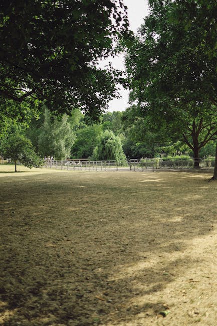 A park scene during late afternoon sunlight filtering through tall deciduous trees with green and yellow foliage, casting long shadows on the grassy ground. Several black garbage bags are grouped together in the background, positioned among the trees on the left and right sides of the image, suggesting a collection of fallen leaves or trimmed plant material. The ground is covered with a mixture of grass and fallen leaves, creating a textured, natural surface. In the background, dense foliage and shrubs are visible, with a hint of darker trees further back. The scene appears quiet and tidy, with no signs of ongoing activity, highlighting an outdoor area that could be subject to independent rubbish clearance or waste management services, such as those offered by Rubbish Clearance Hackney. The overall lighting provides a warm, peaceful atmosphere, emphasizing the natural environment and the presence of waste collection bags in a setting typically associated with green waste disposal or local community clean-up efforts.